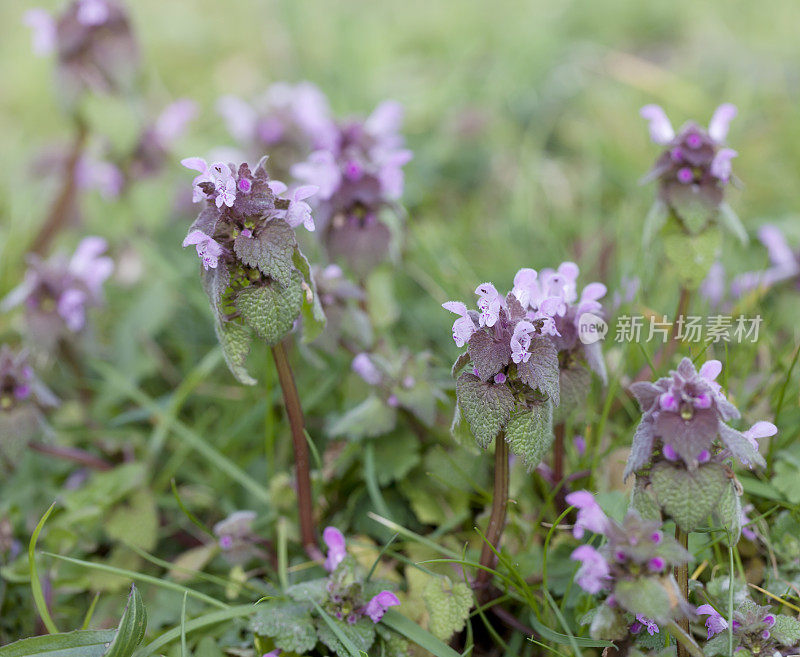 红色死虫(Lamium purpureum)